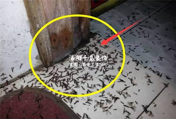 衛(wèi)生間滋生蟻蟲(chóng)